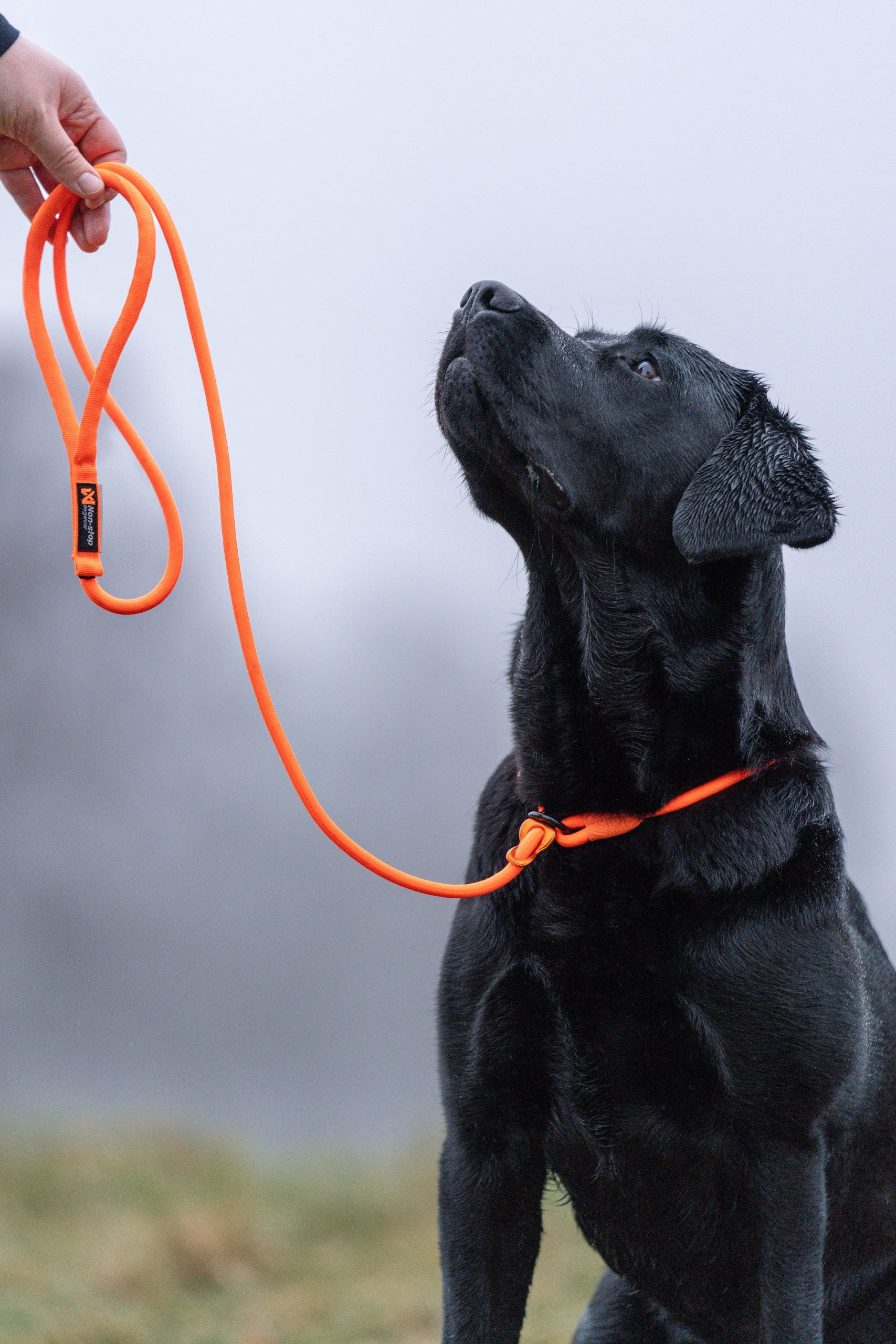 Non-Stop Retriever guinzaglio arancione 1,6 m 8 mm