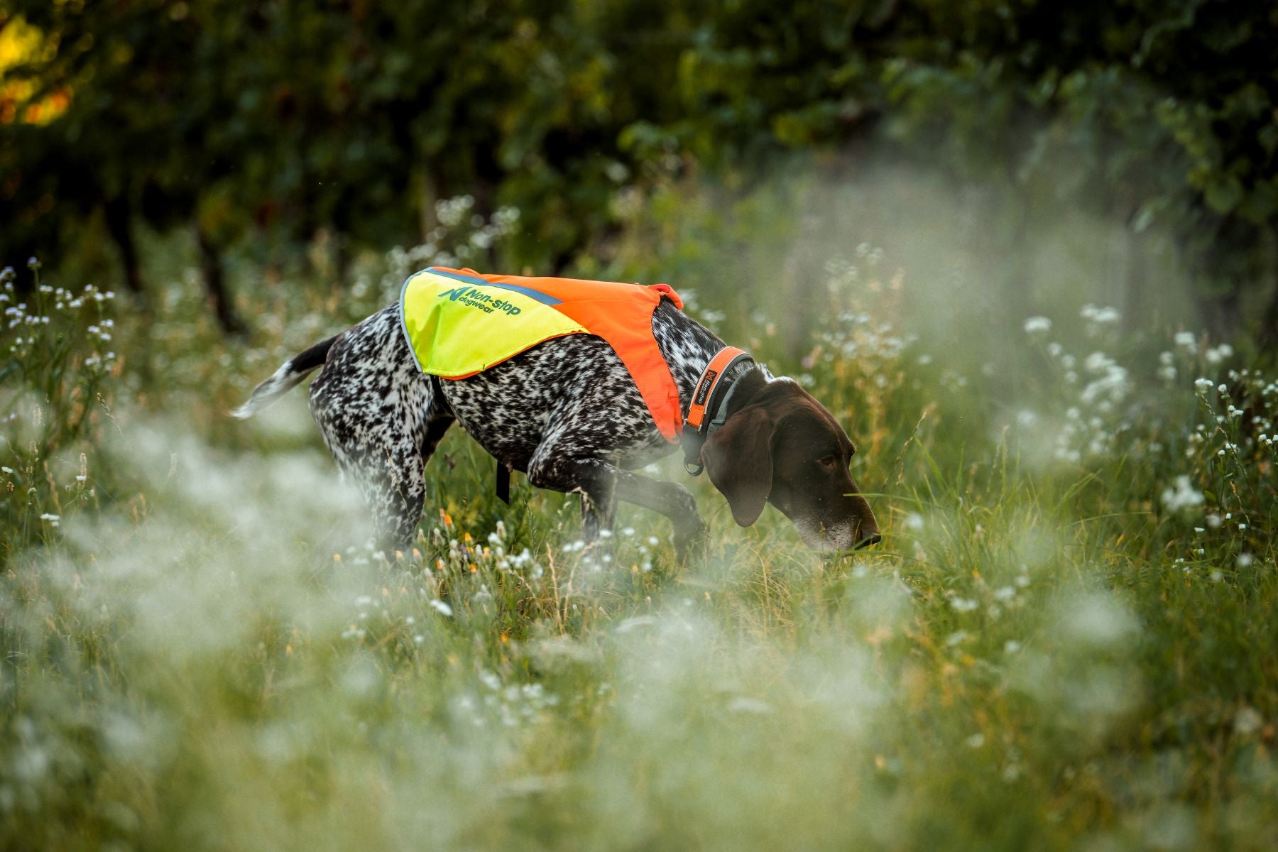 Non-stop Dogwear Protector Cover 2.0 giubbotto cane arancione