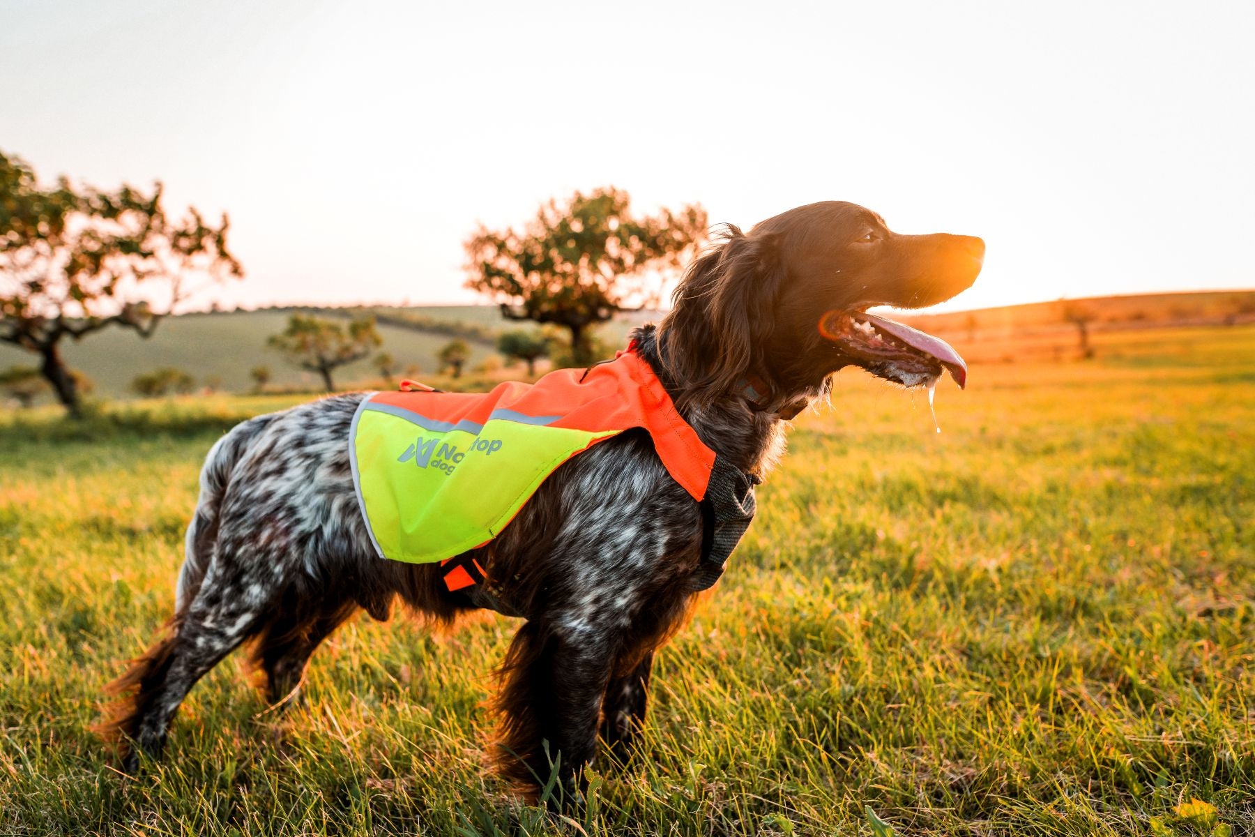 Non-stop Dogwear Protector Vest 2.0 Pettorina Cane arancione