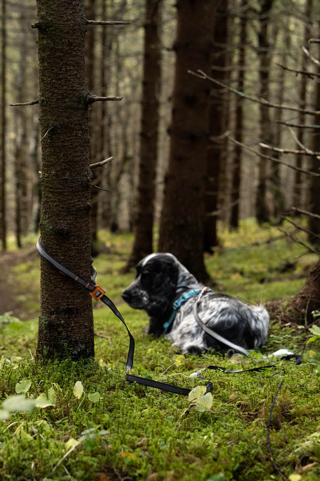 Non-Stop Dogwear Touring Bungee guinzaglio cane regolabile