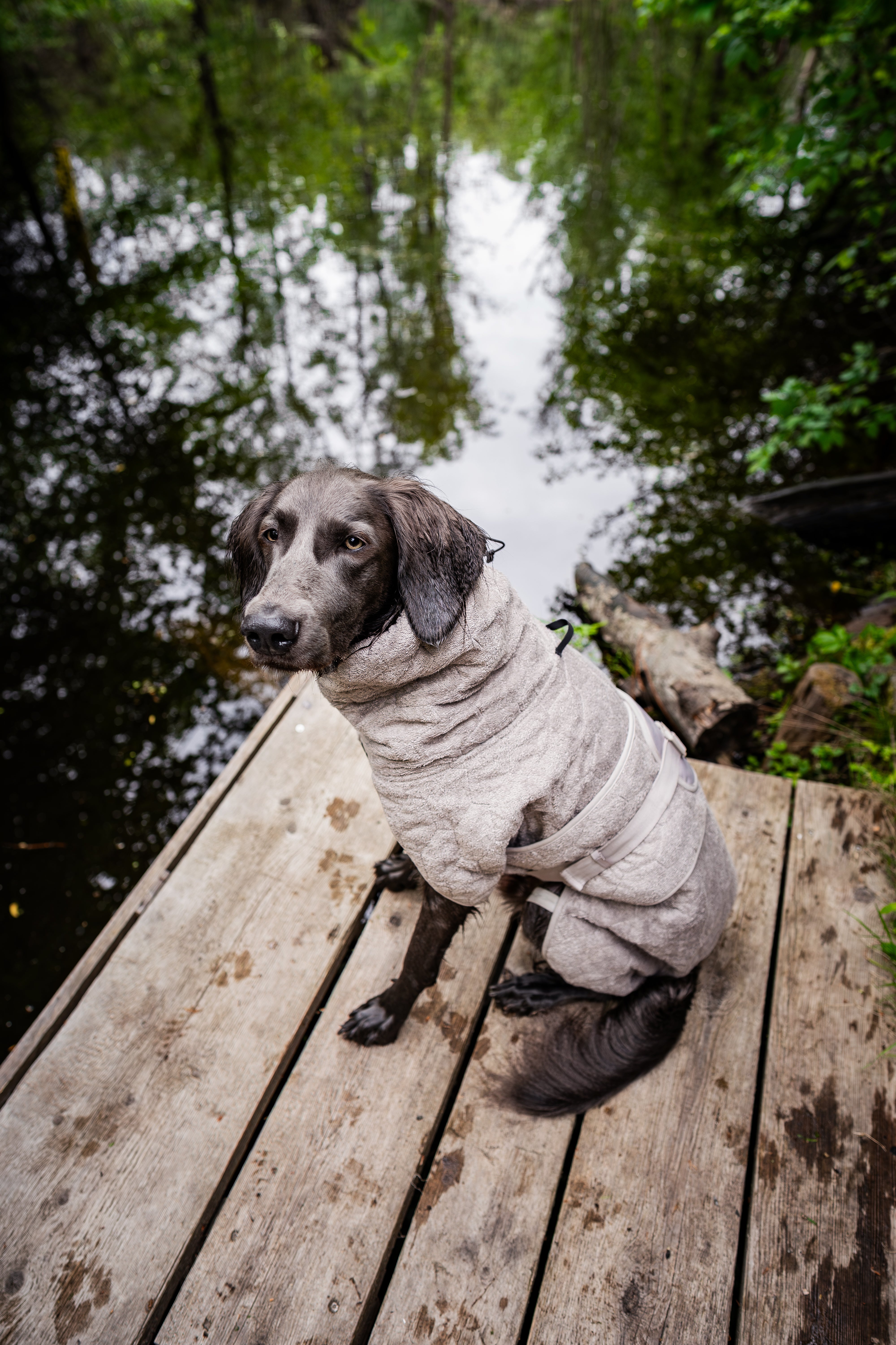 Non-stop Dogwear Drying Coat cappotto cane Sand assorbente