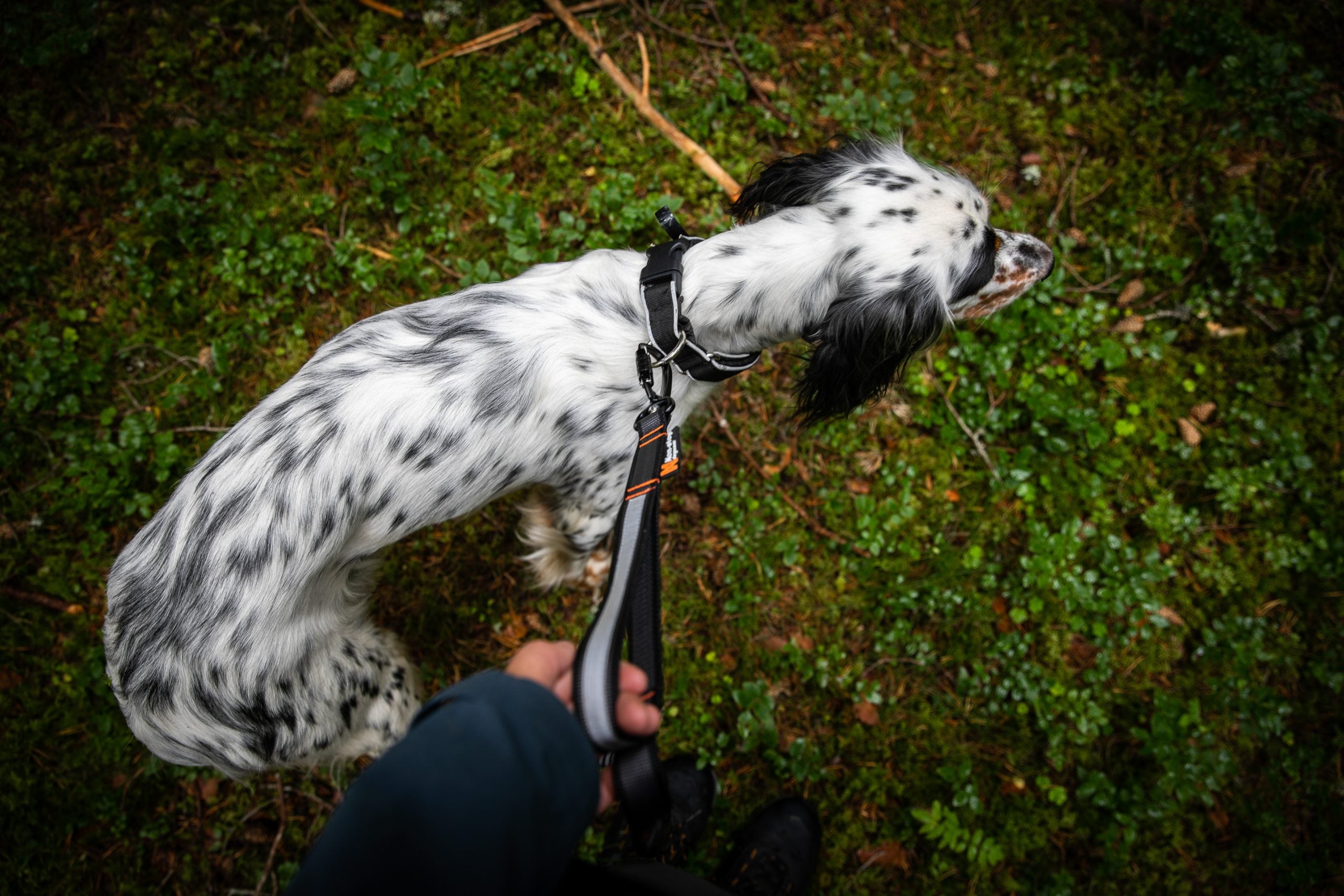 Non-Stop Dogwear Touring Bungee guinzaglio cane regolabile