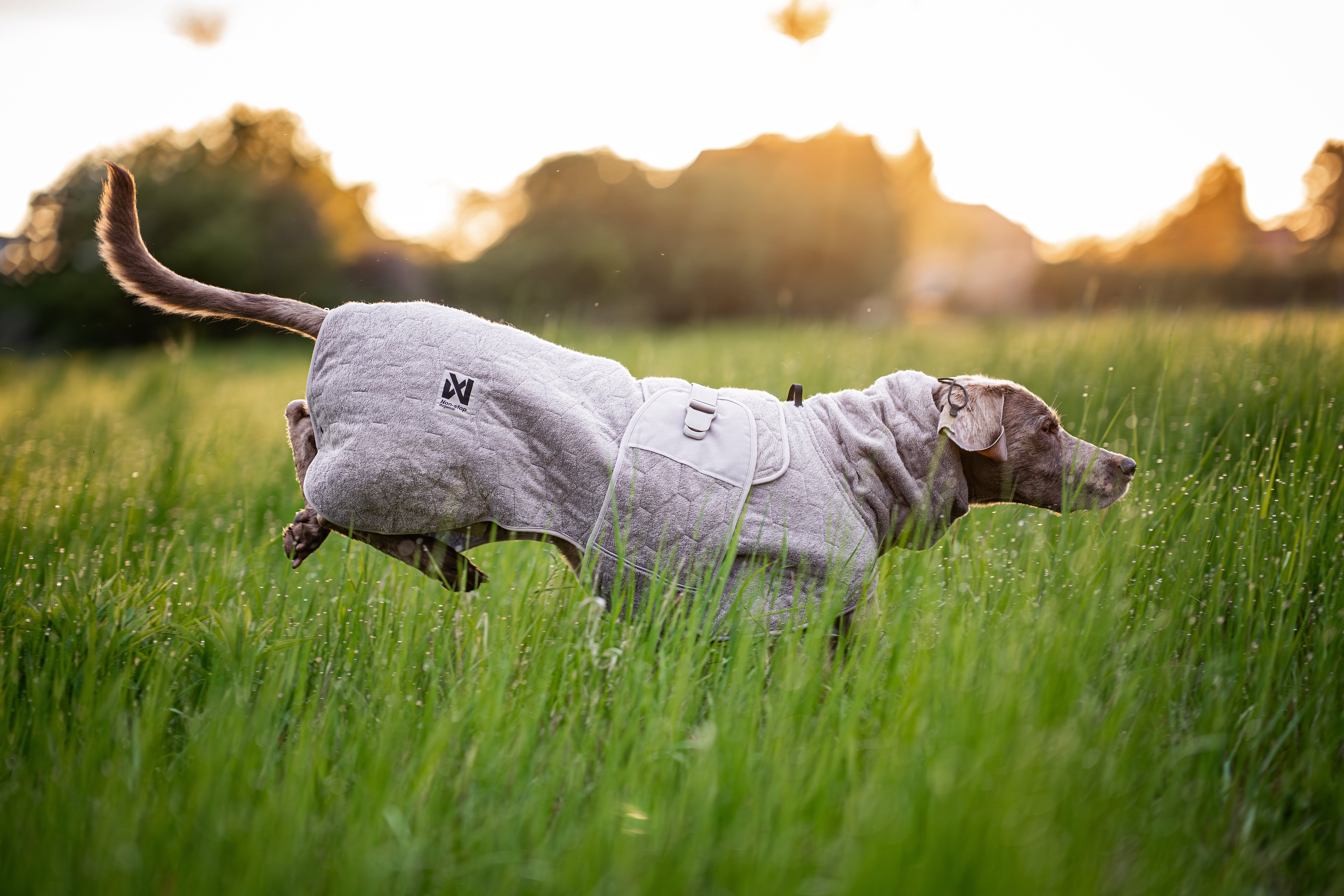 Non-stop Dogwear Drying Coat cappotto cane Sand assorbente