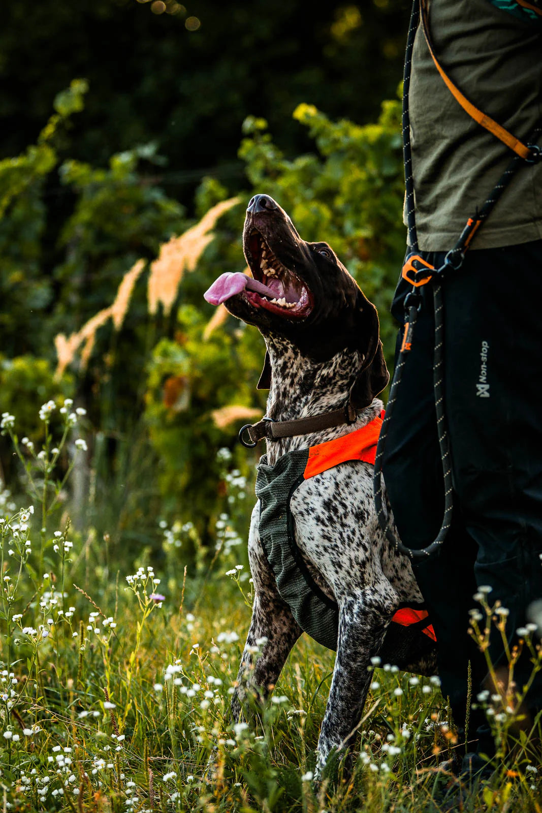 Non-Stop Dogwear Protector Vest GPS 2.0 pettorina cane