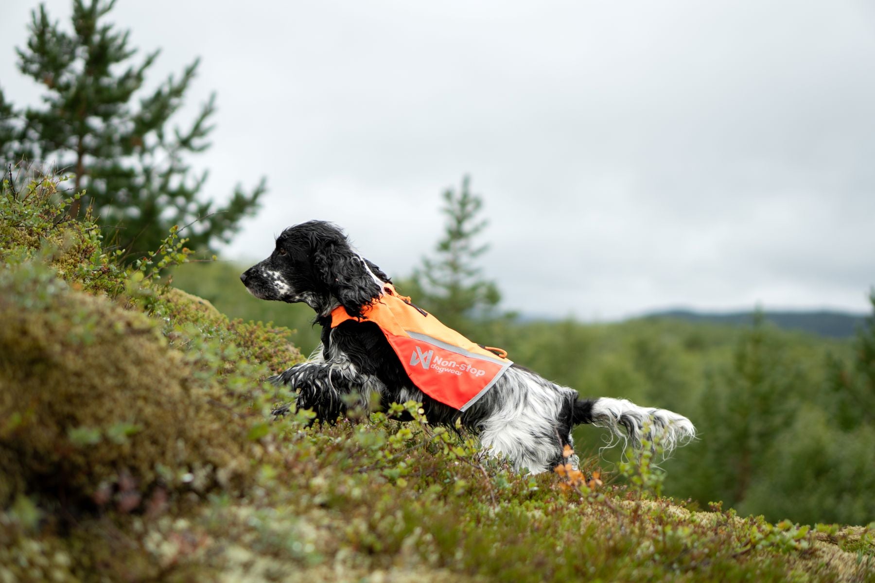 Non-stop Dogwear Protector Vest 2.0 Pettorina Cane arancione